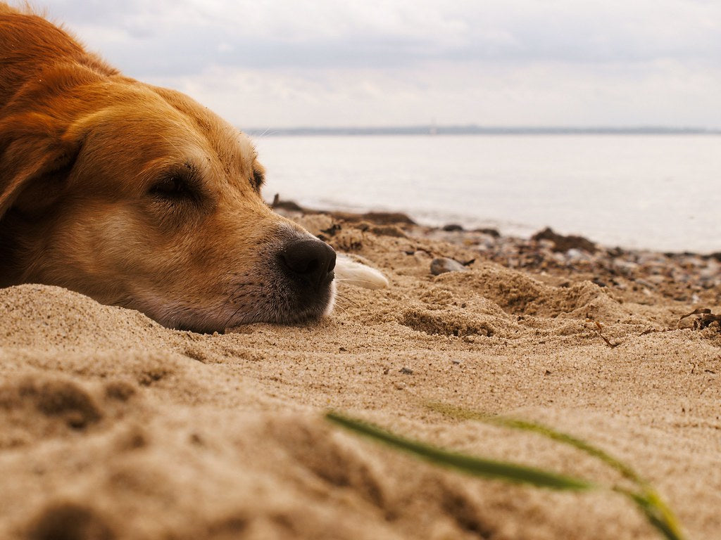 Supporting Your Pets Health During Summer