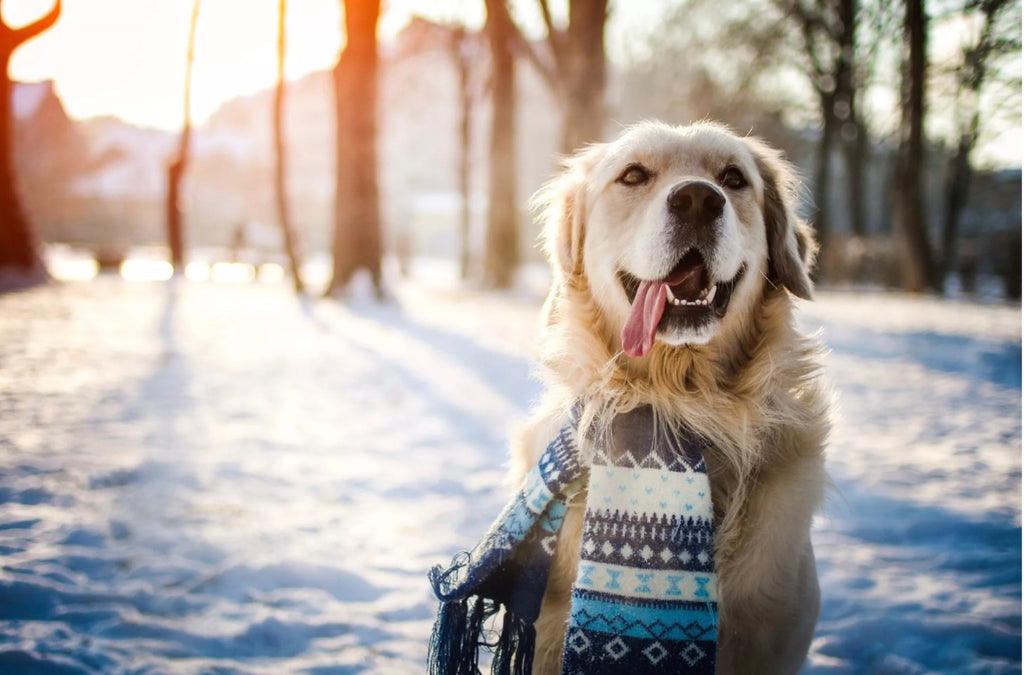 6 Ways to Keep Your Dog Active in the Winter