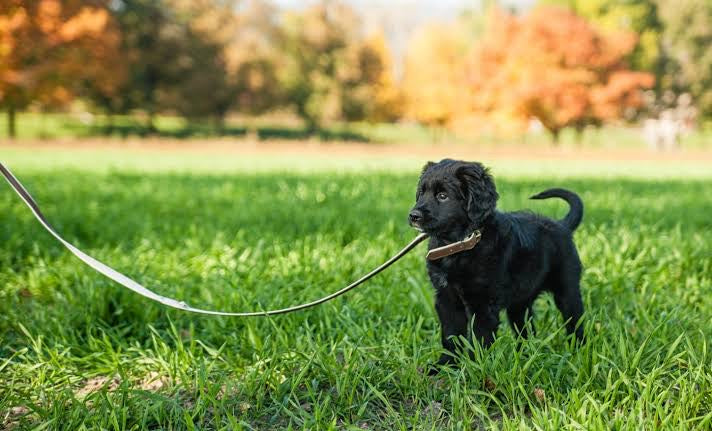Training Your Dog On A Leash