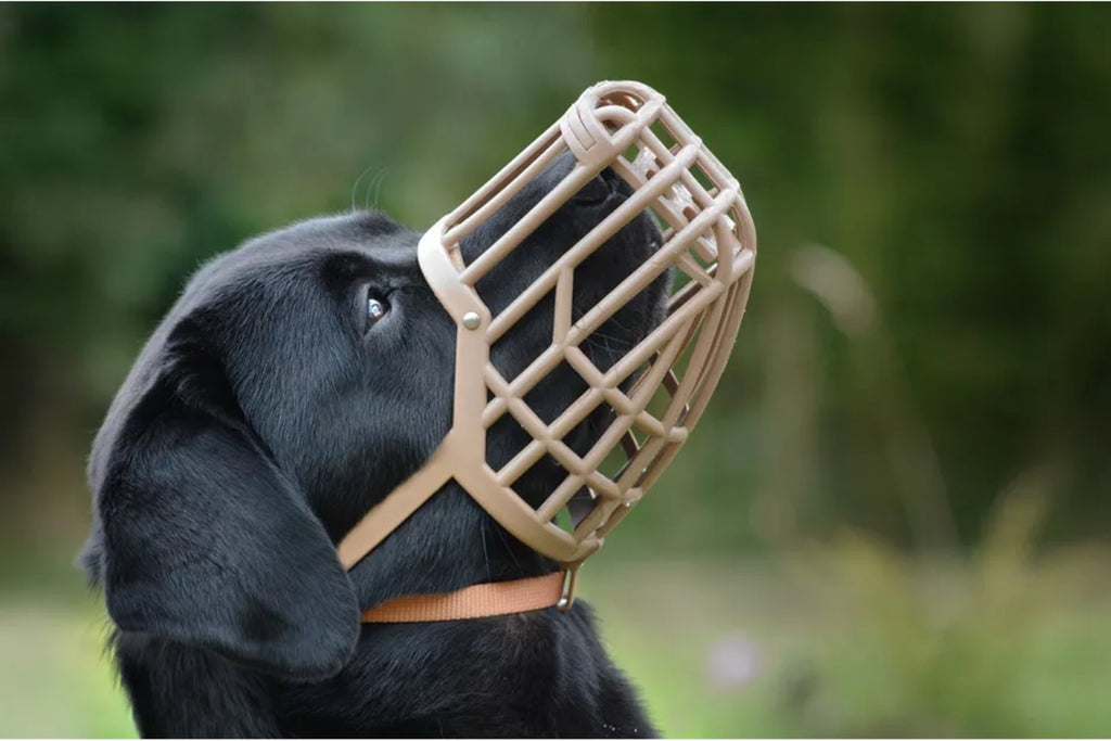 Dog Muzzles: What You Need to Know for Correct Use