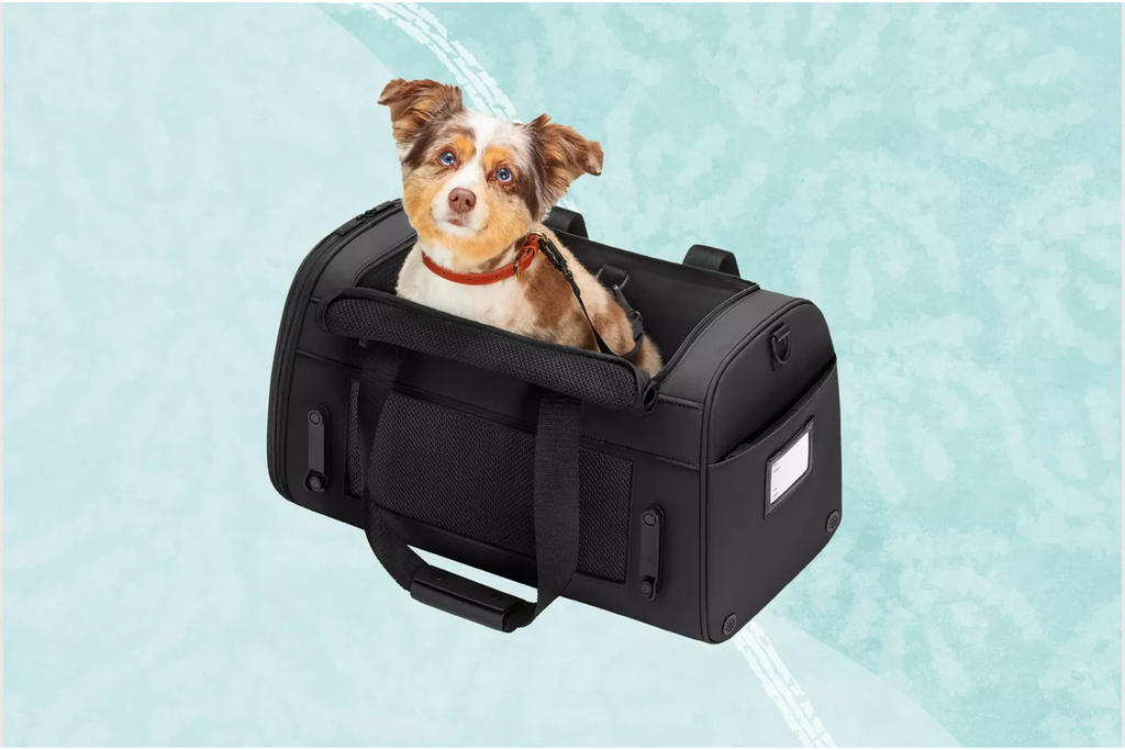 Everything You Need To Fly With Your Dog