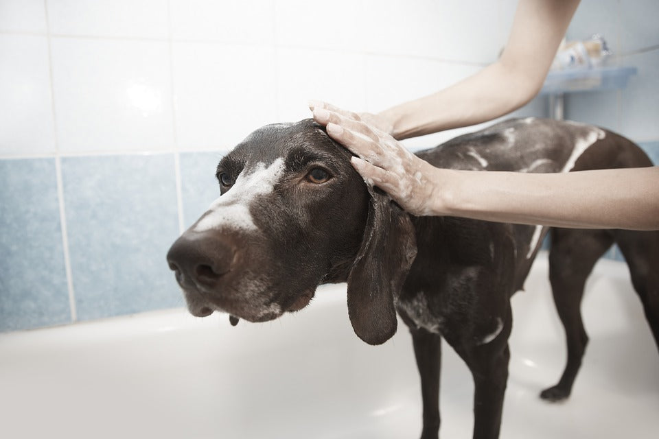 A List Of  Tips And Tricks To Make Bath Time With Your Dog Easier!