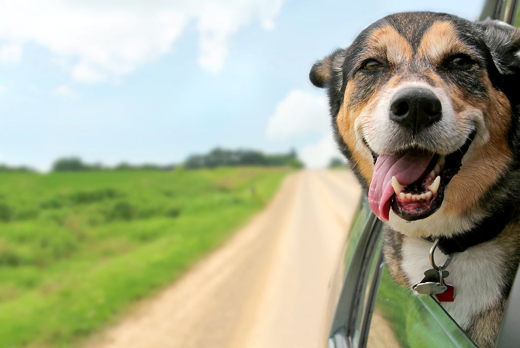 What You'll Need To Have A Successful And Safe Road Trip With Your Pet