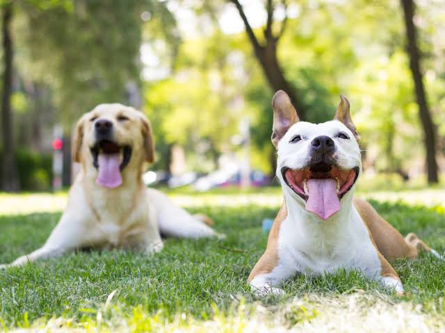 Dog Park Etiquette: All The Tips You'll Need To Stay Safe and Happy