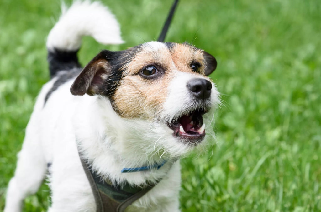 Common Reasons for Dog Barking