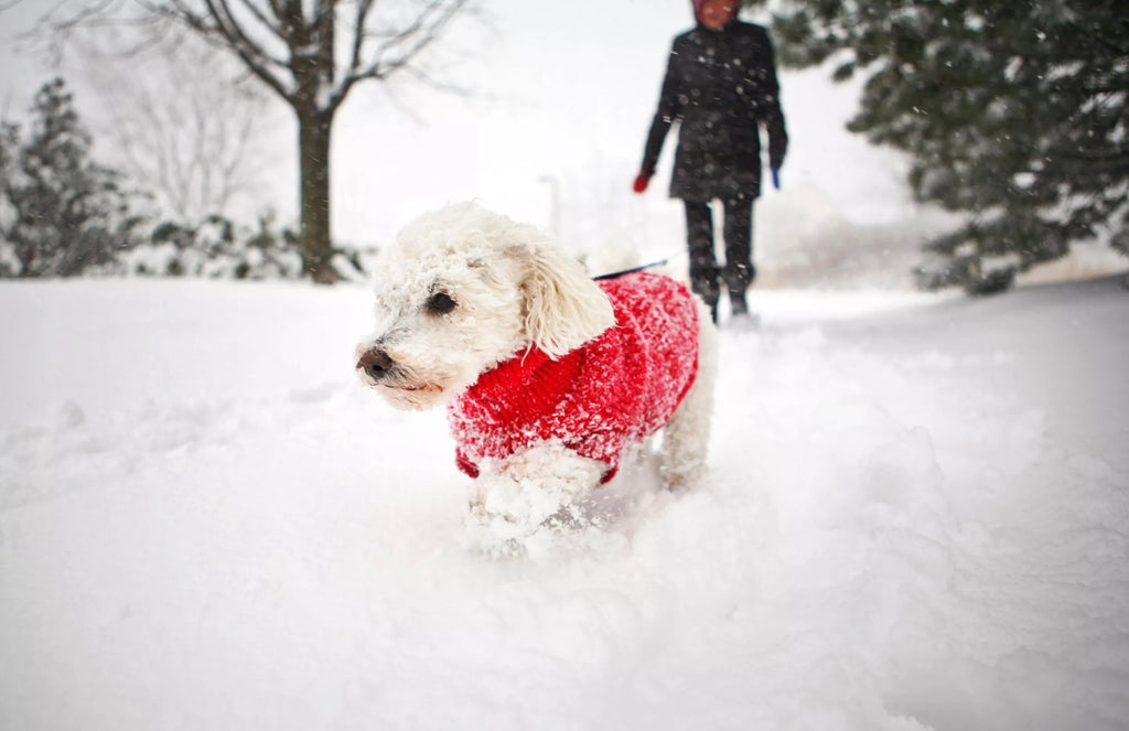 How to Keep Your Dog Safe and Warm in Winter