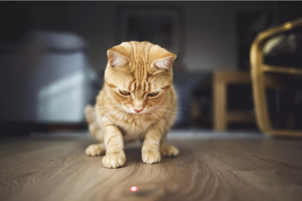 Why Do Cats Chase Light?