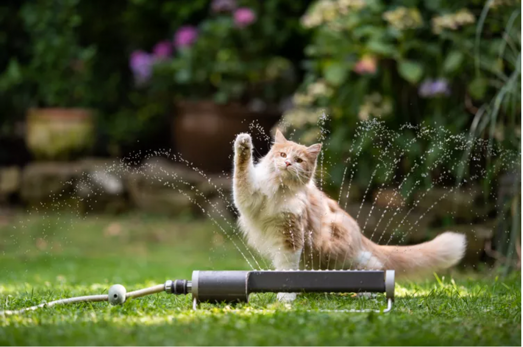 Reasons Why Cats Hate Water