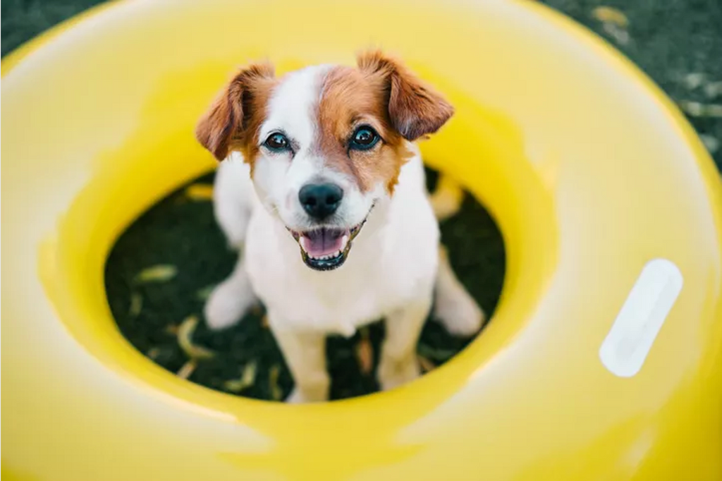 7 Dog Summer Safety Tips