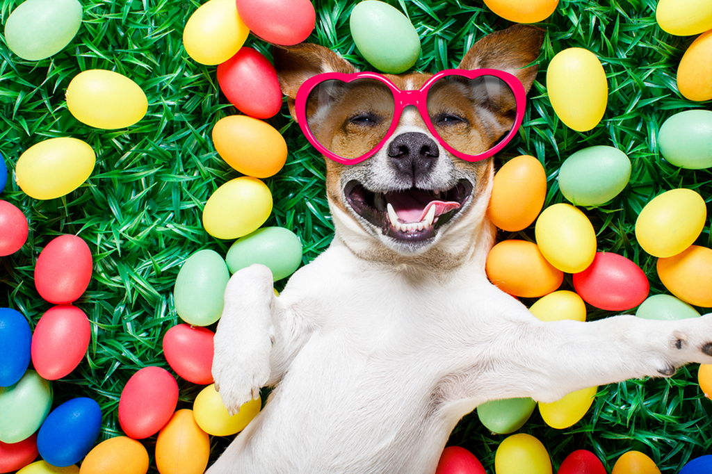 Tips for Having a Safe and Fun Easter with Your Pets