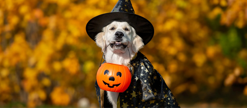 Halloween survival guide for pets