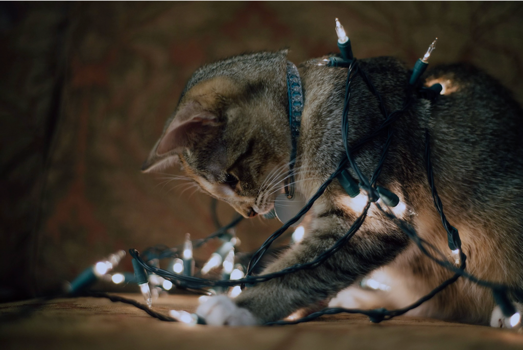 10 Holiday Safety Tips for Cats