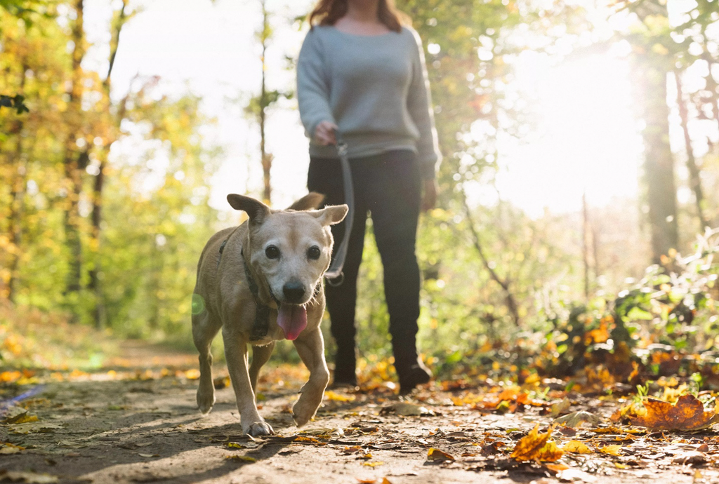 How Much Exercise Does Your Dog Need?