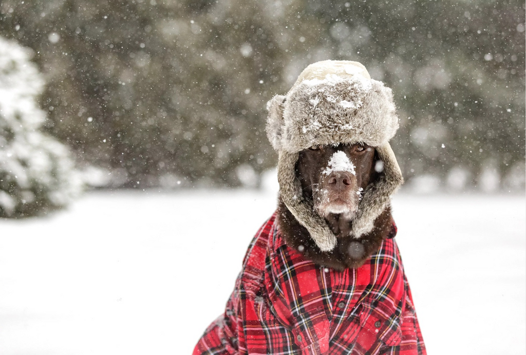 Hypothermia in Dogs: What a Vet Wants You to Know