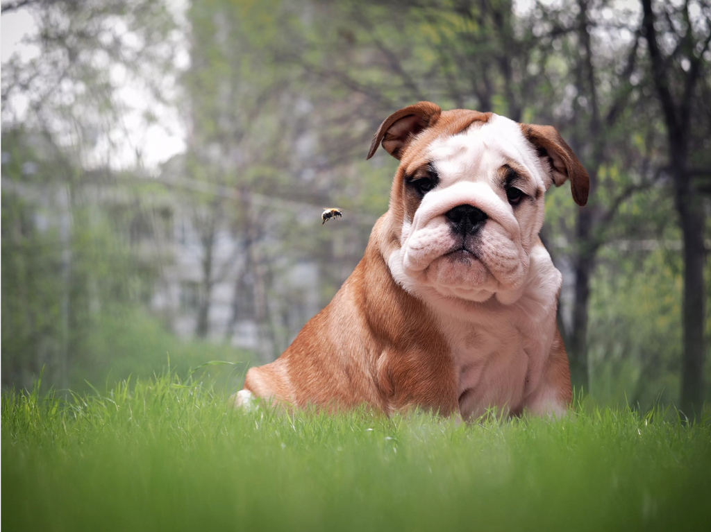 Spring Pet Safety: Protecting Your Furry Friends From Seasonal Hazards