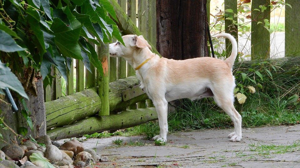 Does Your Dog Jump Your Fence? We Have Some Handy Tips To Help With This!