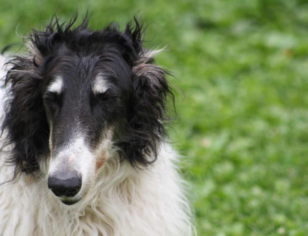 Important Tips On Caring For Older Dogs